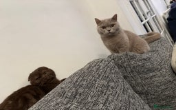 British Shorthair cats for sale: British shorthair female - Image 3