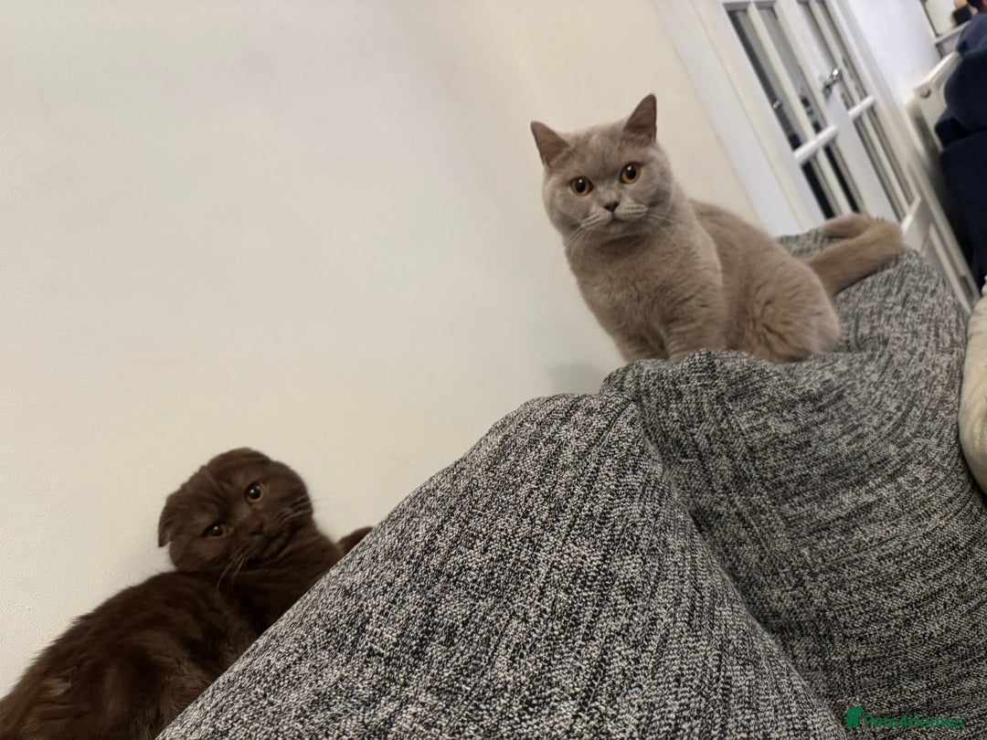 British Shorthair cats for sale: British shorthair female - Image 3