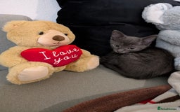 Russian Blue cats for sale: 3 Month Old Kitten Looking 4 a Loving Forever Home - Advert 2
