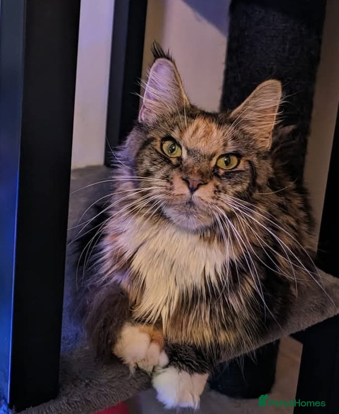 Maine Coon cats for sale: Maine coon girls  - Image 6