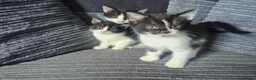 Mixed Breed cats for sale: Gorgeoeus mixed Breed kittens - Advert 7