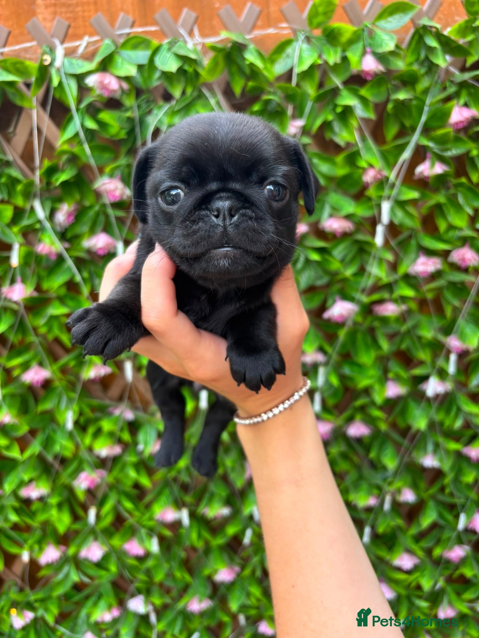 Pug dogs Kc registered pug puppies  - Advert 1