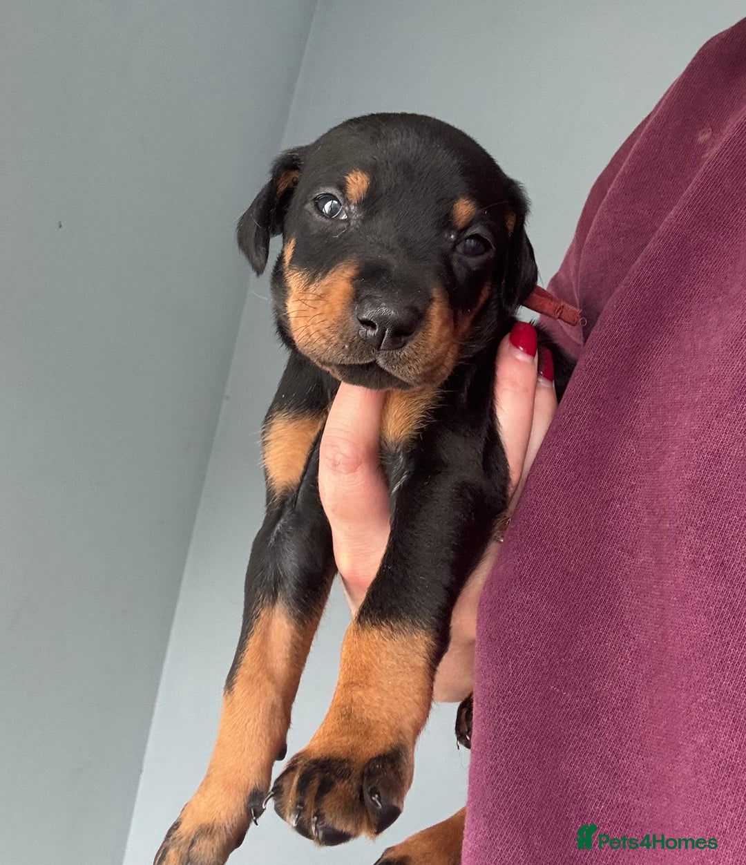 Dobermann dogs for sale:  European Doberman puppies. in Torquay - Image 30