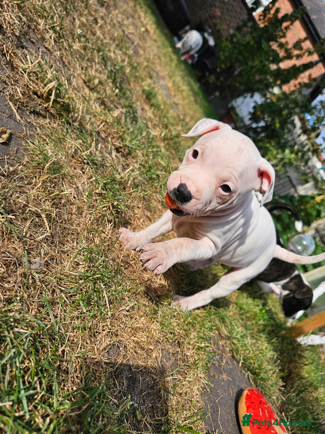 Staffordshire Bull Terrier dogs for sale: 🐾 Beautiful Staffordshire Bull Terrier Puppies 🐾 - Image 14
