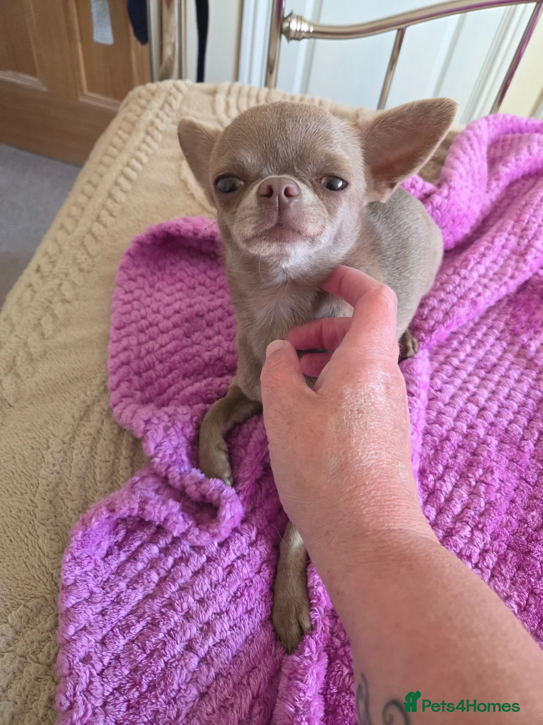 Chihuahua dogs for sale: Tiny lilac adult female - Advert 1