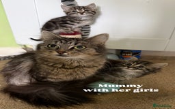 Mixed Breed cats for sale: Adorable girls are ready to meet their people! - Image 1