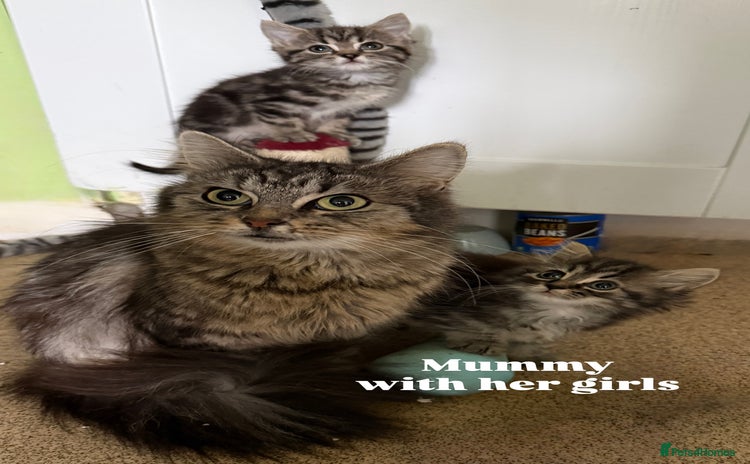 Mixed Breed cats - Advert 14