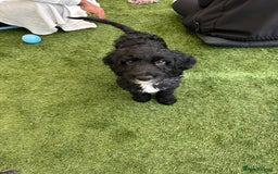 Irish Doodle dogs for sale: Toy Irish Doodle Puppies,1st vac and ready to go!  - Image 27