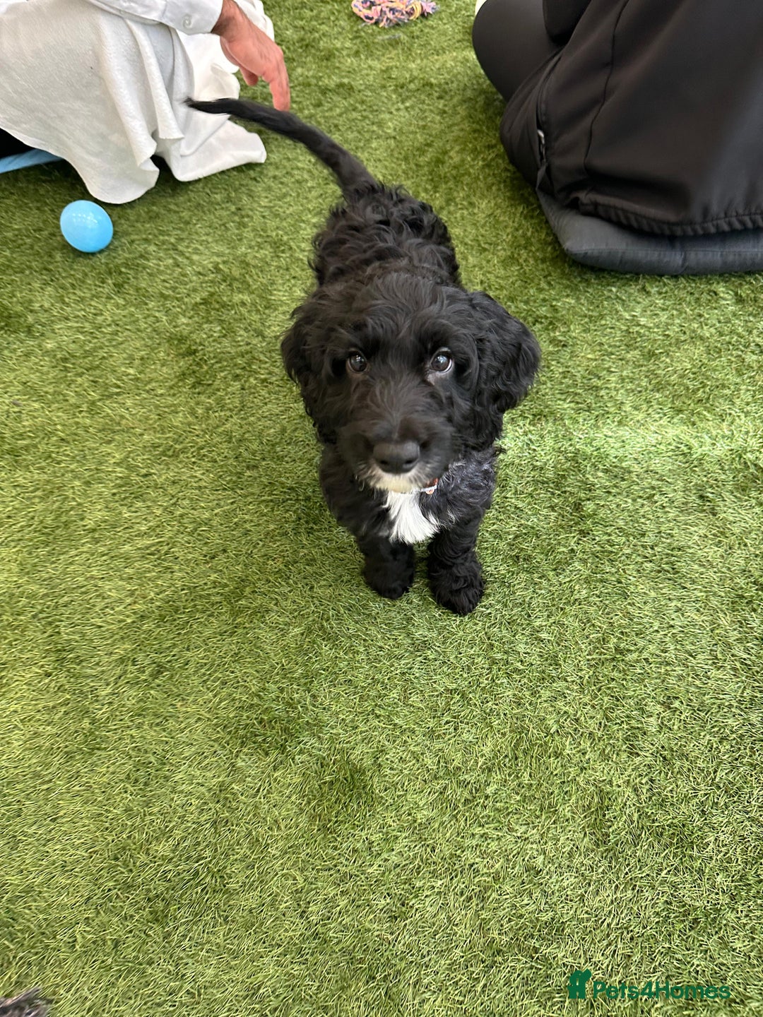 Irish Doodle dogs for sale: Toy Irish Doodle Puppies,1st vac and ready to go!  - Image 27