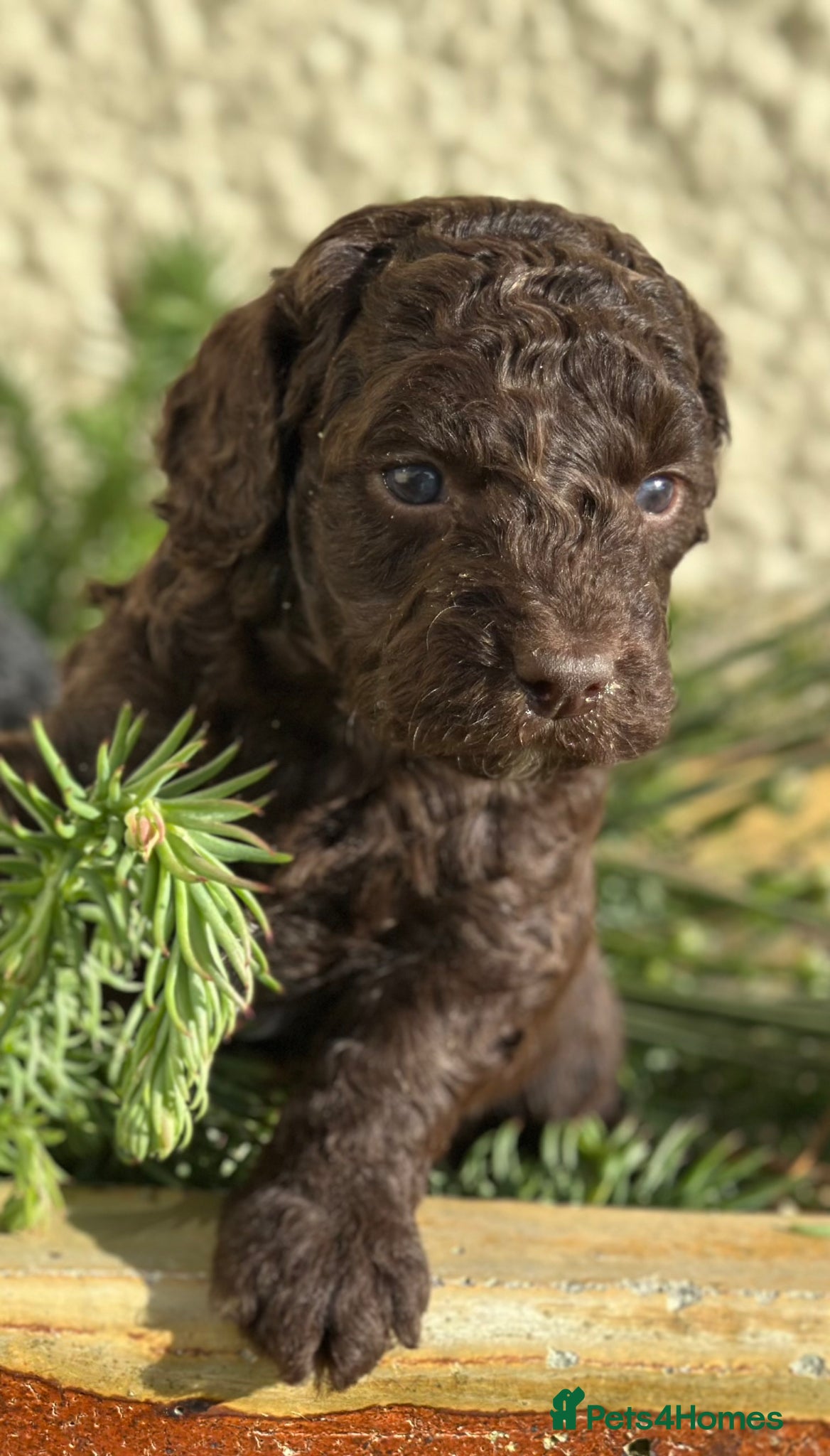 Cockapoo dogs Stunning Cockapoo Black  Boy - Advert 2