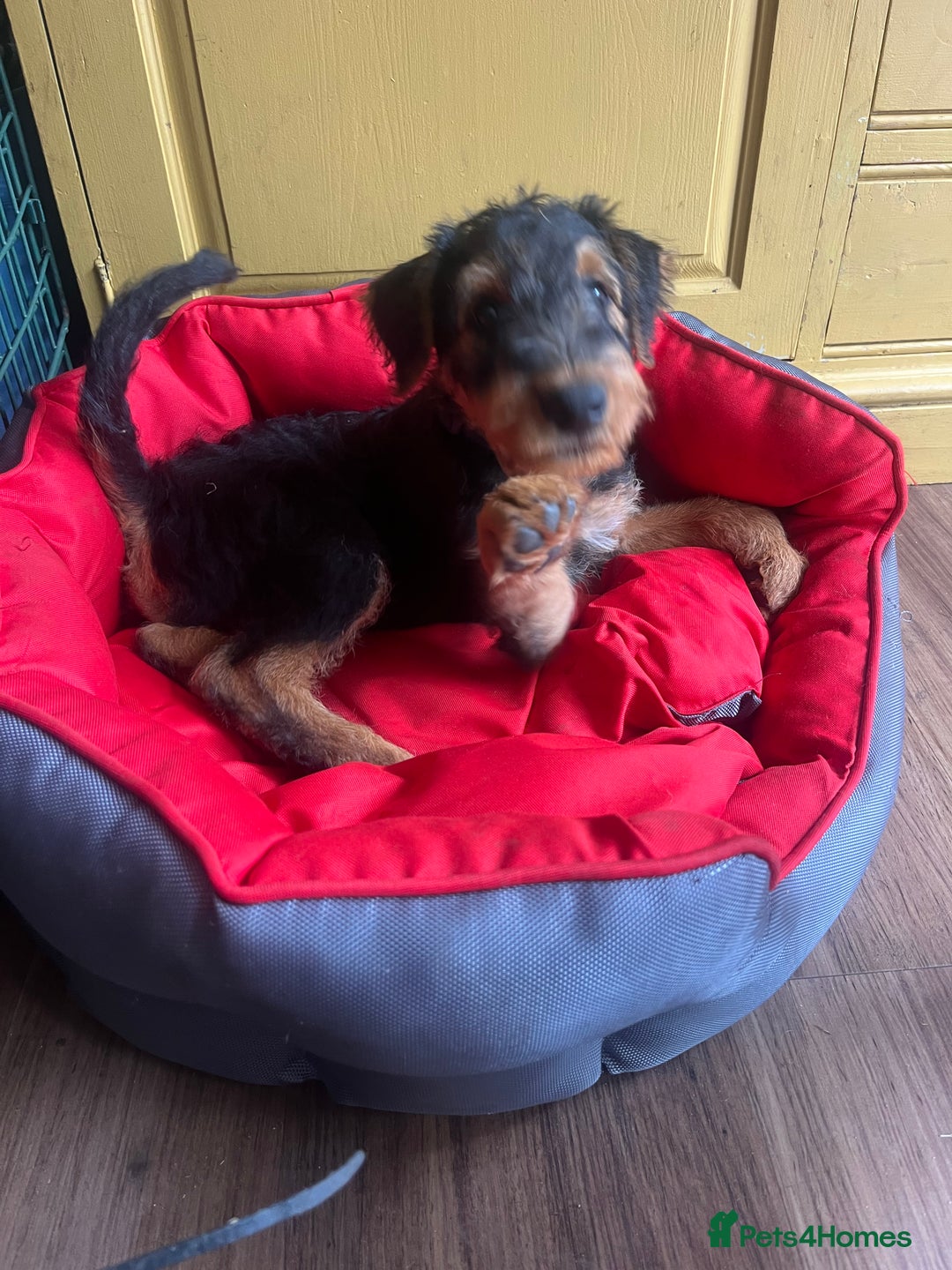 Airedale Terrier dogs for sale: Well bred, balanced litter. Quick learners. - Image 4