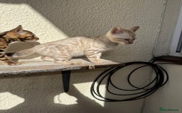 Bengal cats for sale: 5 Bengal kittens , 2 boys and 3 girls  - Image 18