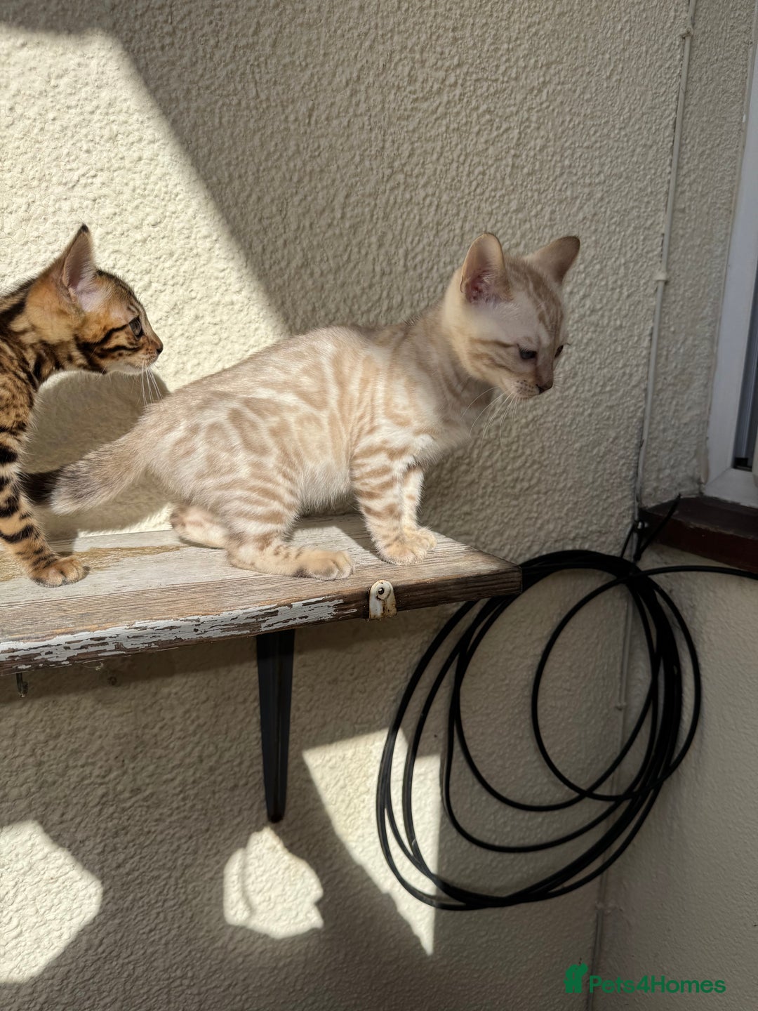 Bengal cats for sale: 5 Bengal kittens , 2 boys and 3 girls  - Image 18