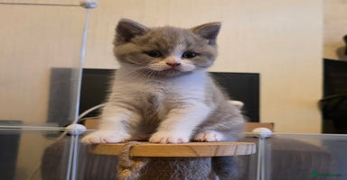 British Shorthair cats - Advert 6
