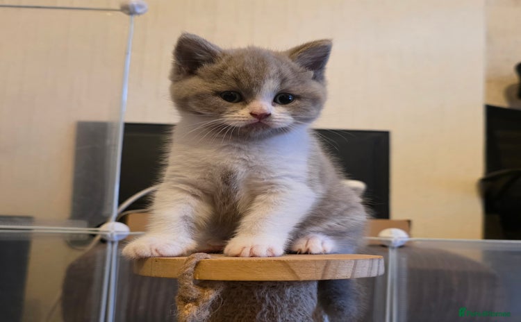 British Shorthair cats - Advert 5