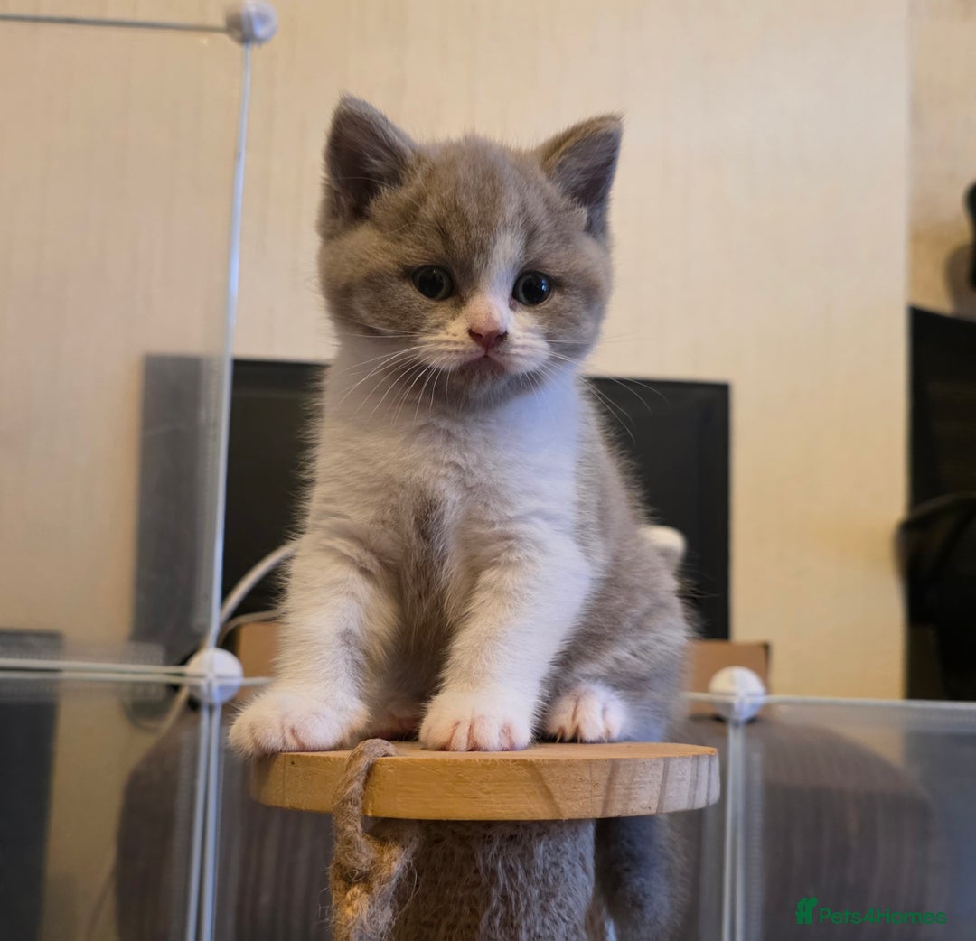 British Shorthair cats for sale: GCCF Registered British Shorthair Kittens - Image 1