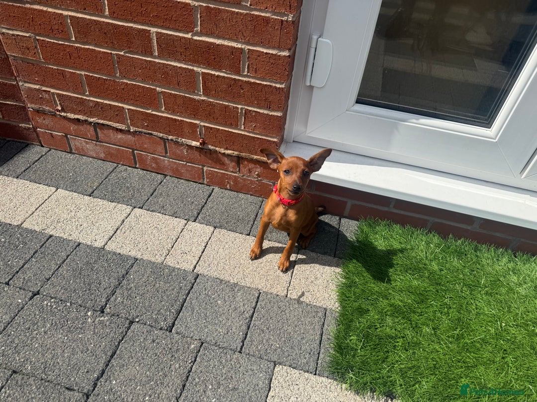 Miniature Pinscher dogs for sale: PURE 100% Miniature Pinscher , KC-reg, DNA tested in Manchester - Image 8