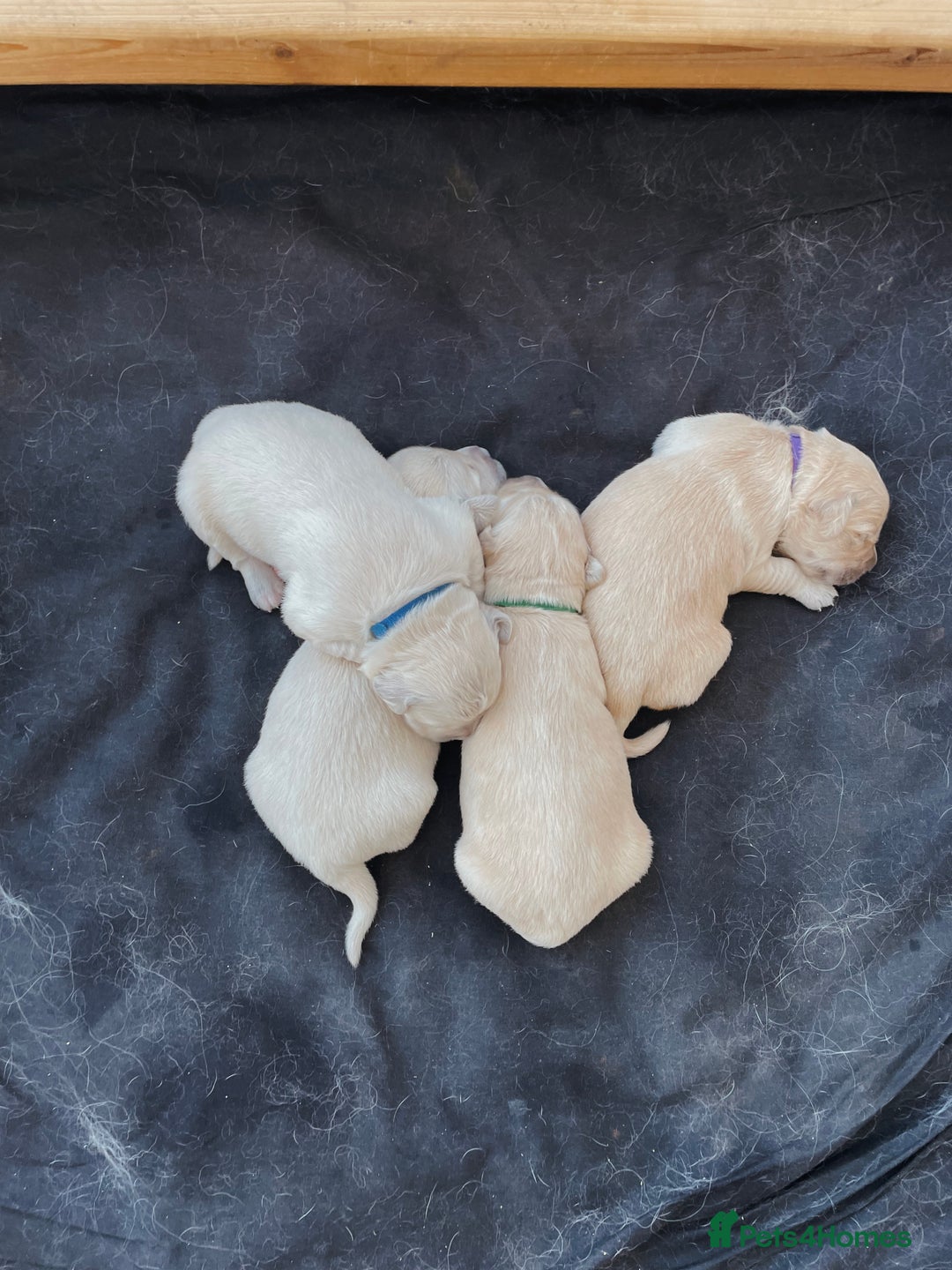 Golden Retriever dogs for sale: Pure Bred Golden Retriever Puppies for Sale - Advert 4