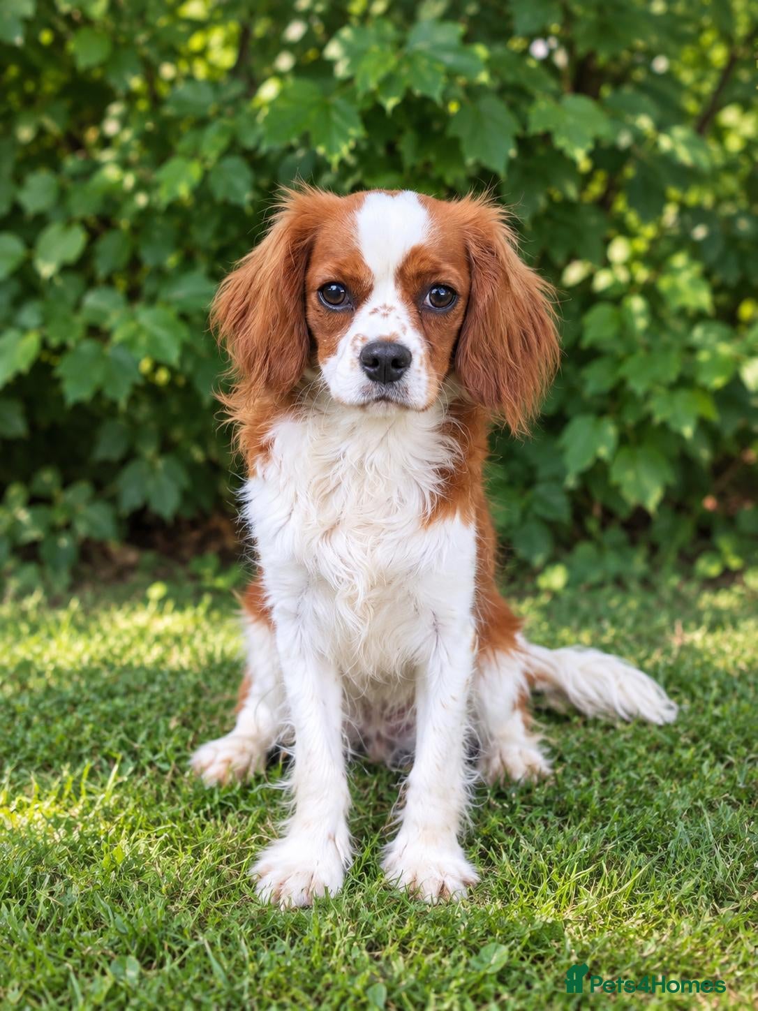 Cavalier King Charles Spaniel dogs Advanced trained cavaliers  - Advert 1
