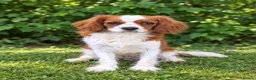 Cavalier King Charles Spaniel dogs for sale: Advanced trained cavaliers  - Advert 1