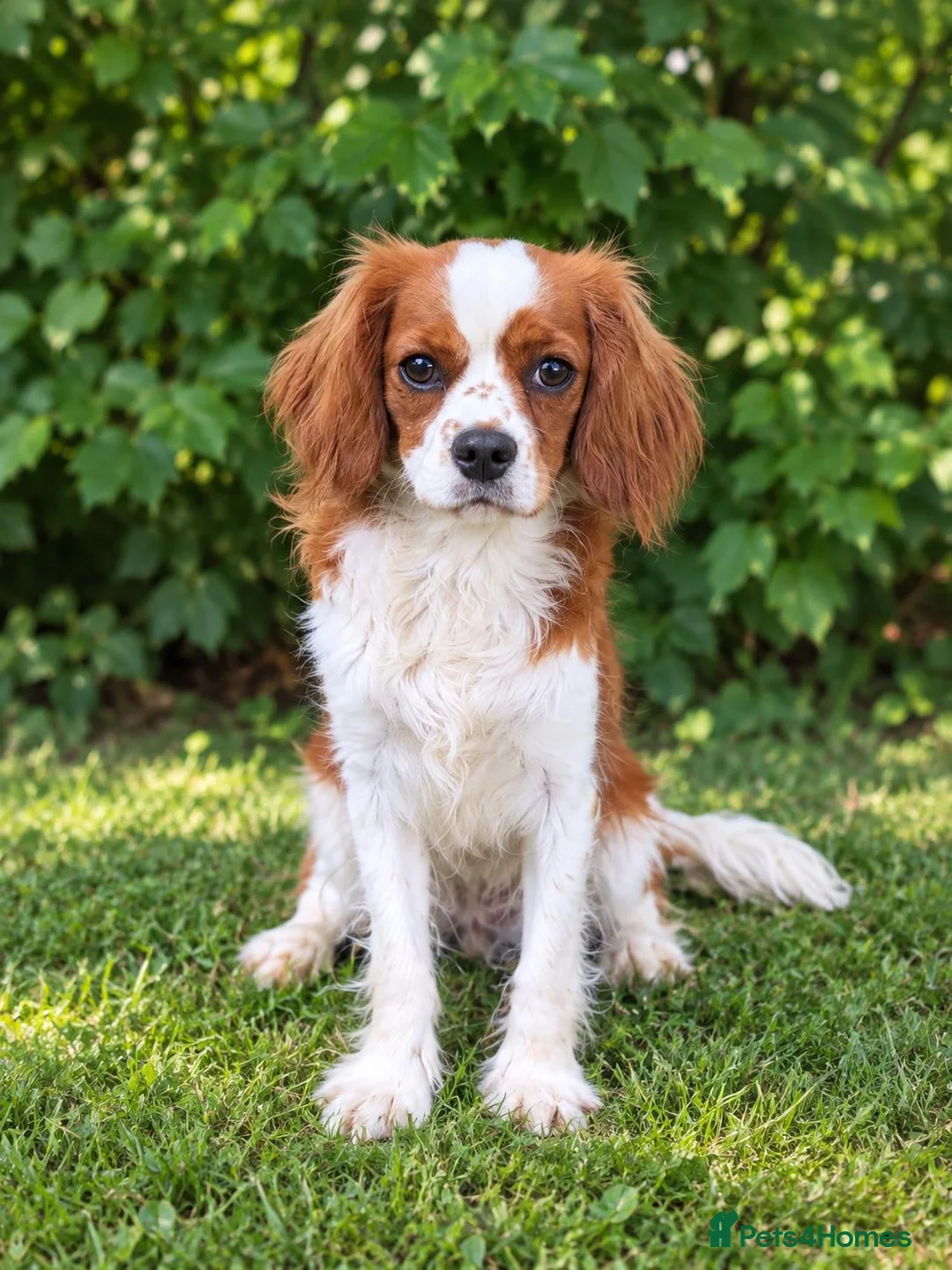 Cavalier King Charles Spaniel dogs for sale: Advanced trained cavaliers  - Advert 1