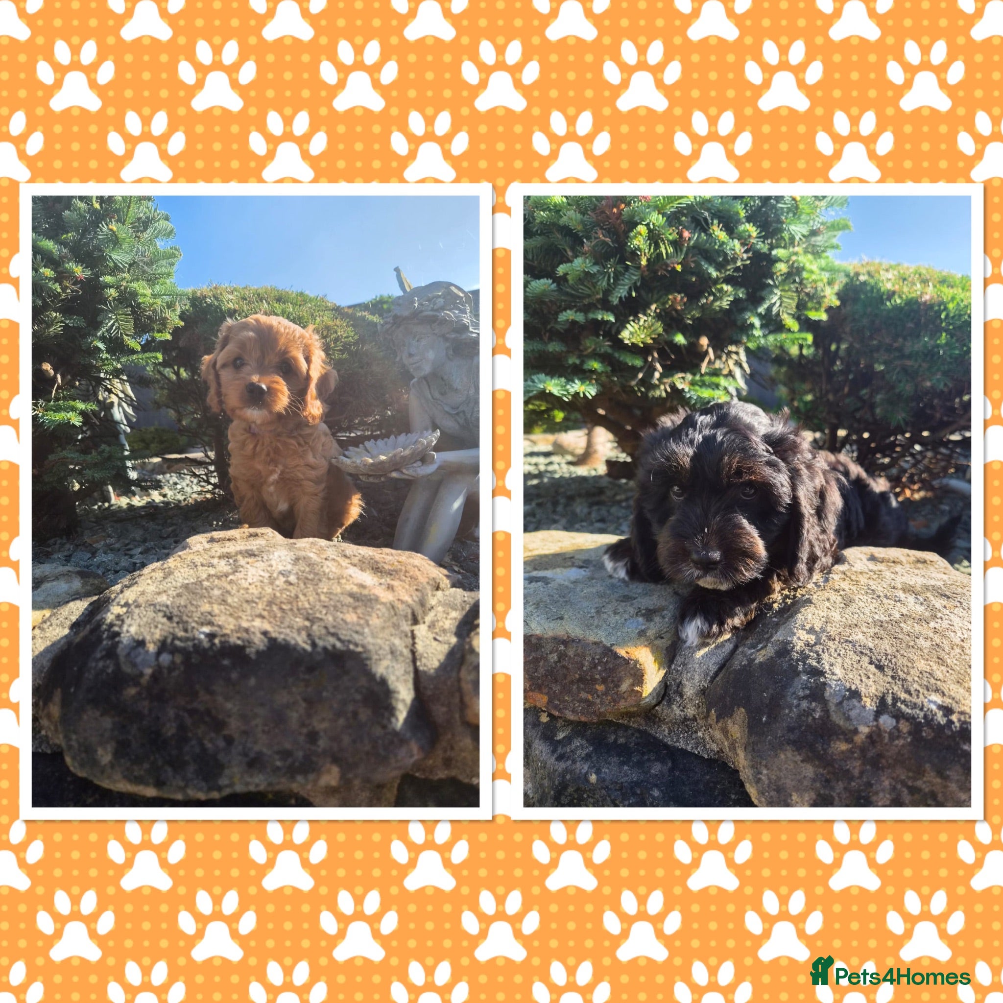 Cavapoo dogs Cavapoo puppies READY NOW - Advert 1