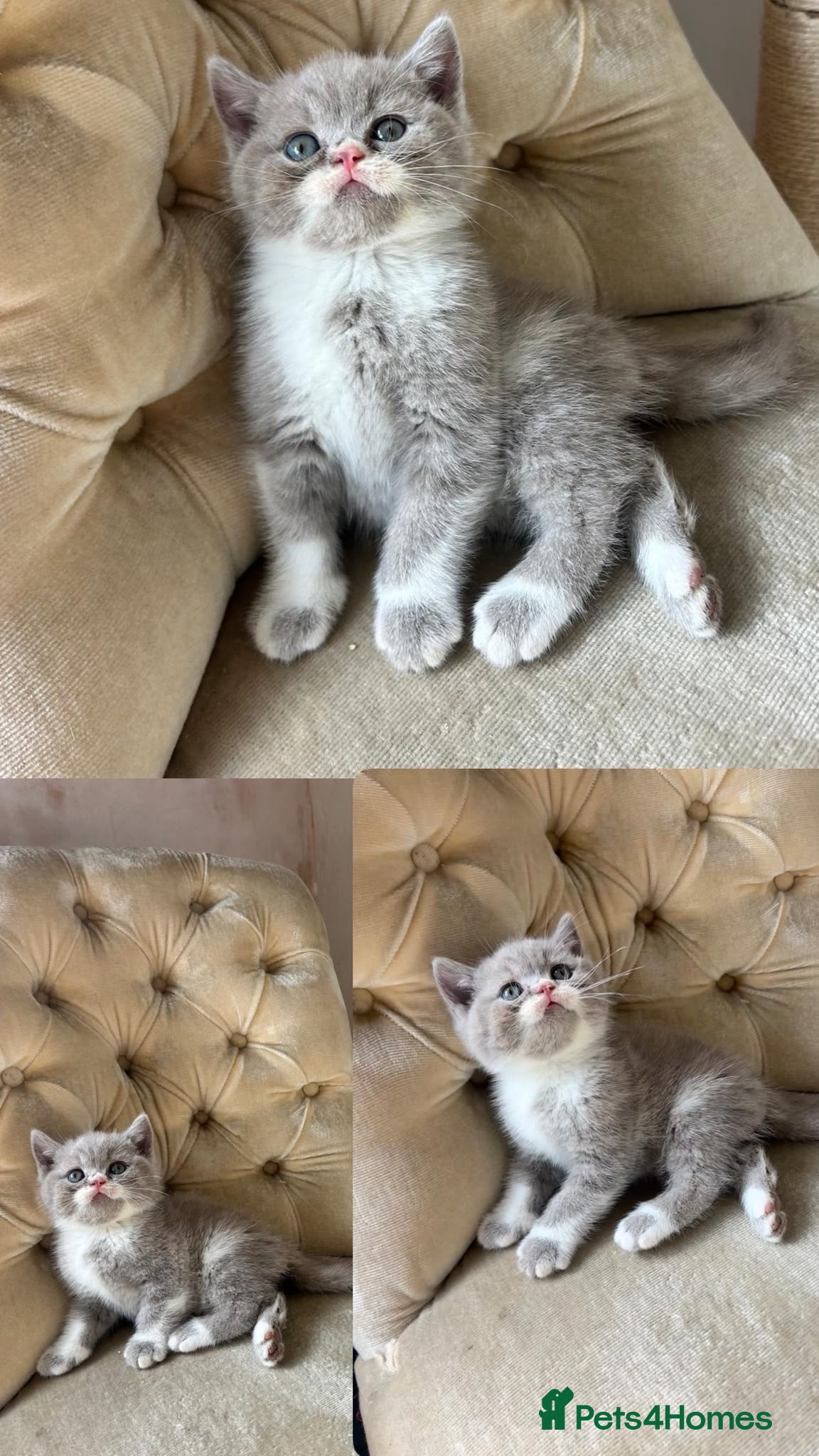 British Shorthair cats Incredible BSH Little OMG🐾💖 GCCF £1250 - Advert 1