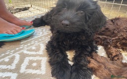 Sproodle dogs for sale: REDUCED 2 x Beautiful F2 Sproodle Girls VACCINATED - Image 35
