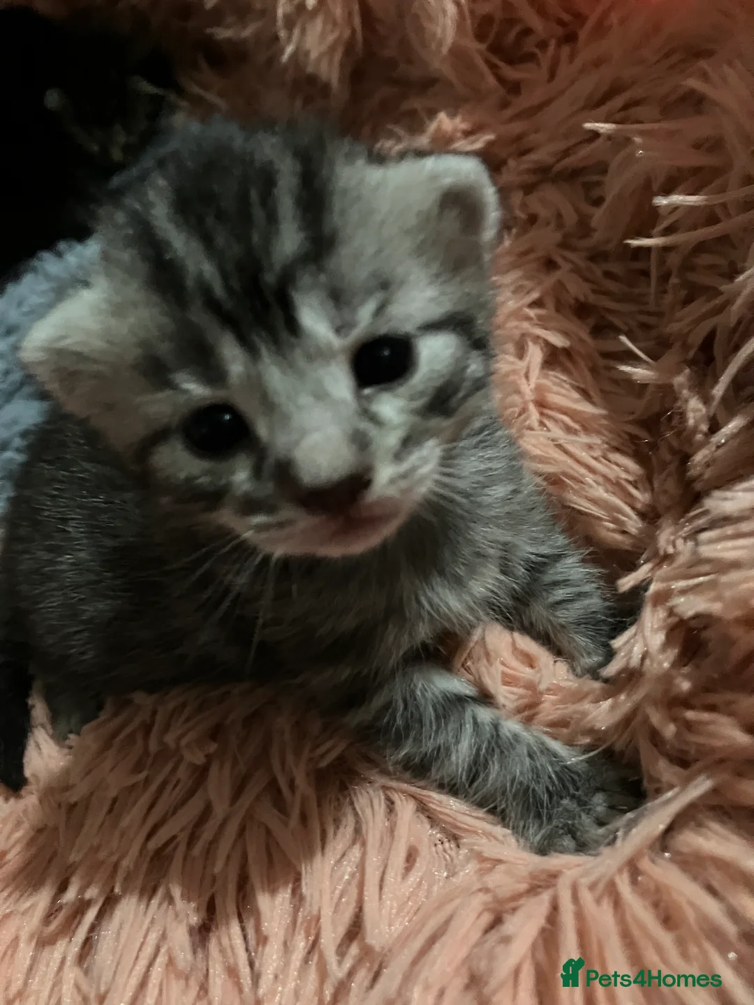 Russian Blue cats for sale: Silver and black tabby kittens  - Advert 2