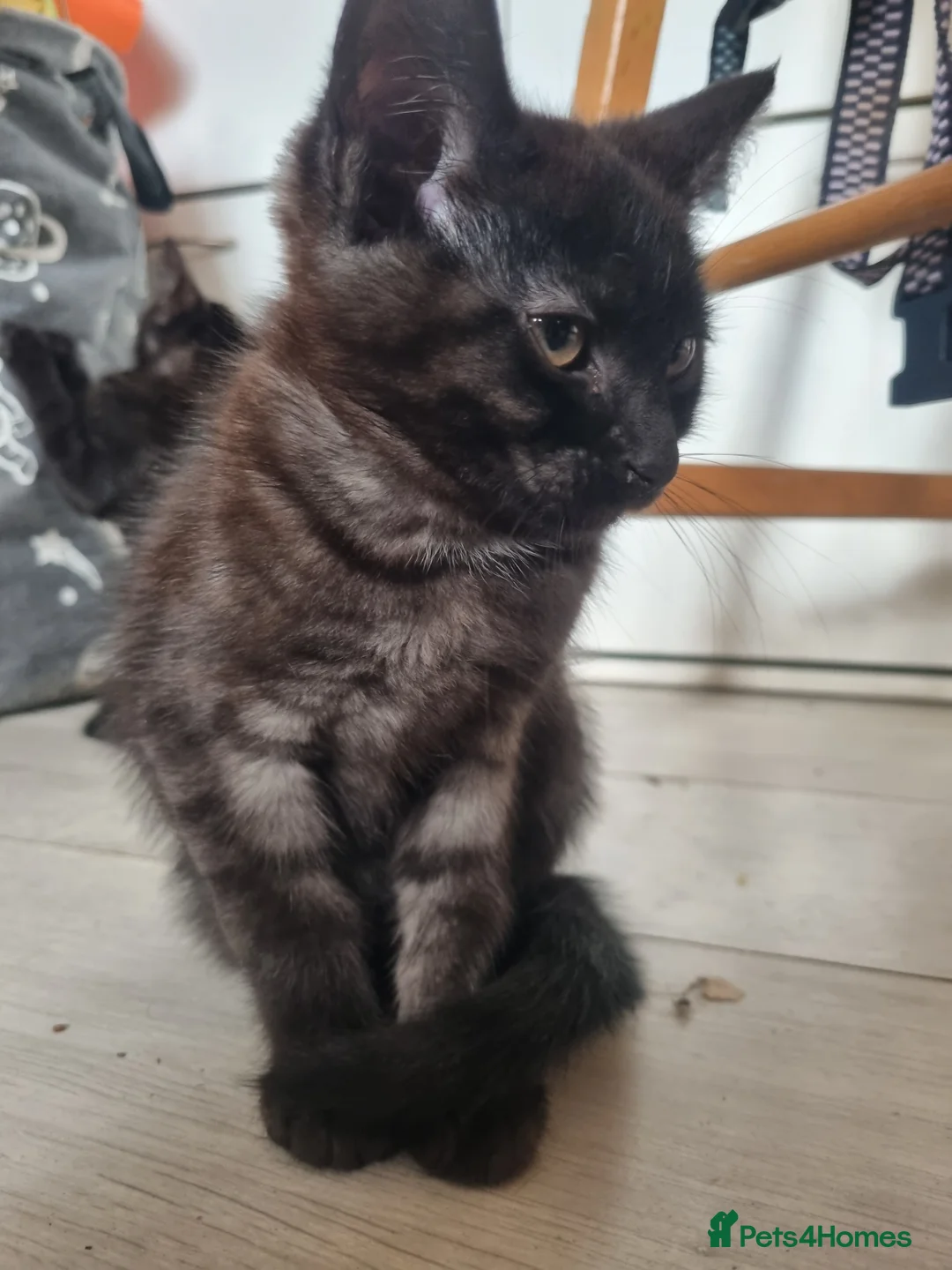 Maine Coon cats for sale: 3 adorable Maine coon girls  - Advert 14