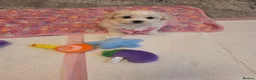 Bichon Frise dogs for sale: Cute little puppies  - Advert 7