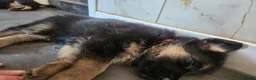 German Shepherd dogs for sale: German shepherd puppys  in Saint Austell - Advert 11