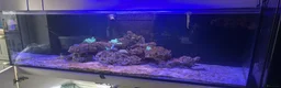 Angelfish fish for sale: Marine fish  - Advert 4