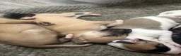 Whippet dogs for sale: Pure WHIPPET PUPPIES - Advert 21