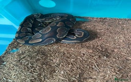 Python Snake reptiles for sale: Royal Pythons and hognose for sale  - Image 7