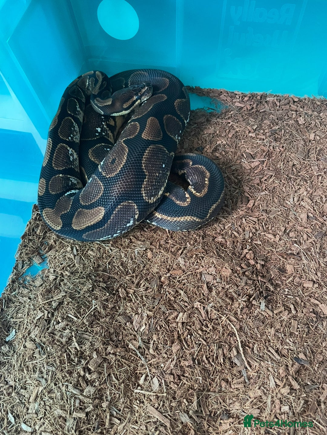 Python Snake reptiles for sale: Royal Pythons and hognose for sale  - Image 7