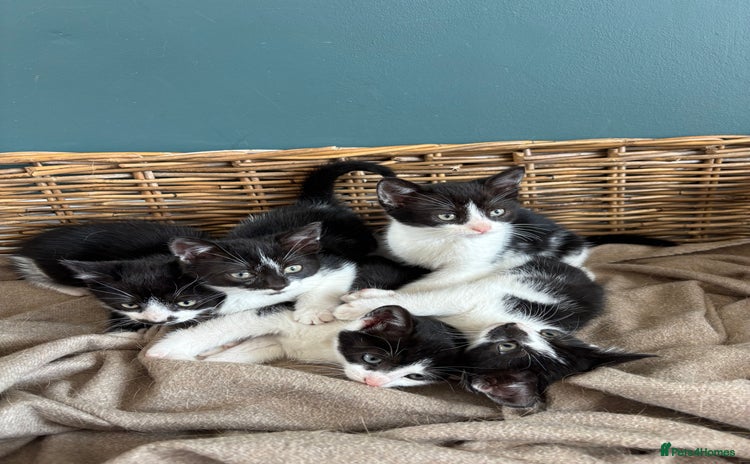 Domestic Shorthair cats - Advert 1