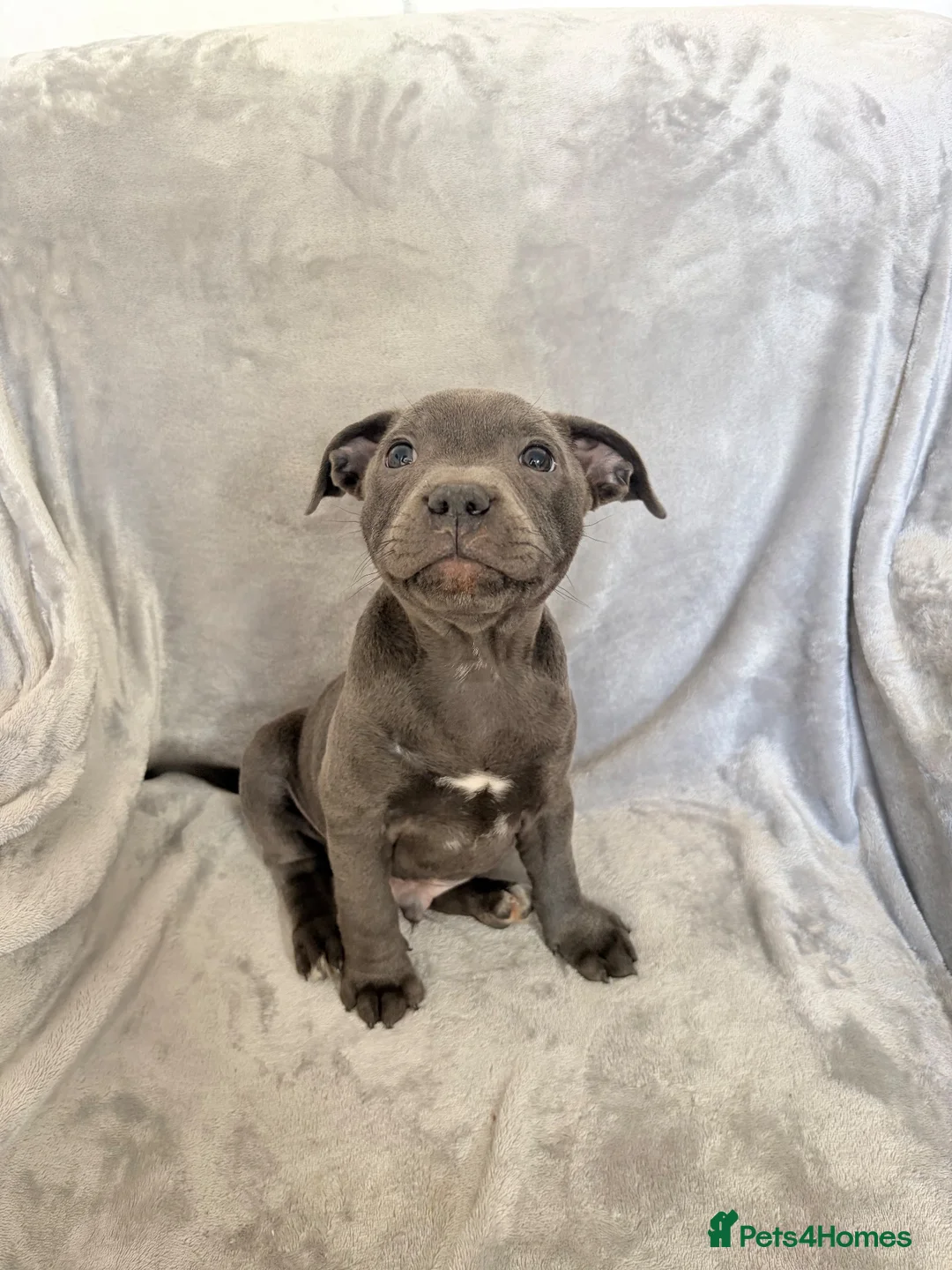 Staffordshire Bull Terrier dogs for sale: 2026 best 4 male blue Staffordshire bull terriers - Advert 10