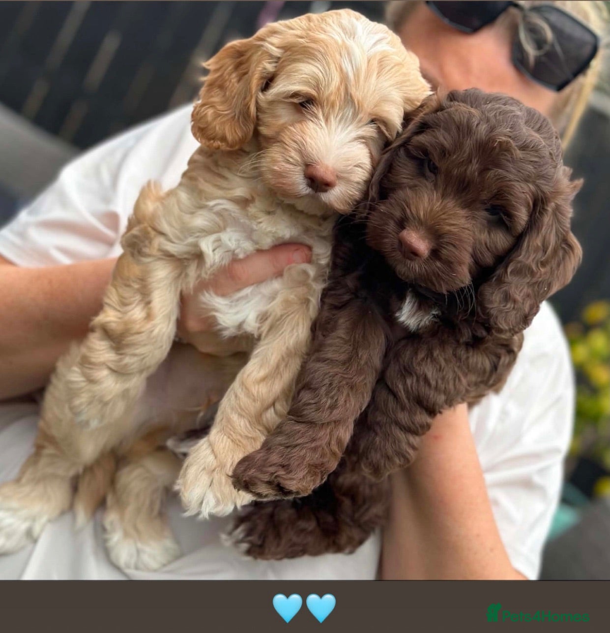 Cockapoo dogs F1 Cockerpoo Puppies - Advert 1