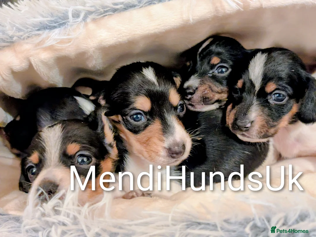 Miniature Dachshund dogs for sale: Our Oreo has finally had her babies! 🐾 - Advert 5