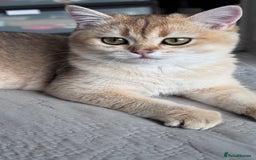 British Shorthair cats for sale: BSH GCCF Girl and Boy NY 12 GOLDEN BLACK SHEDDED  in Basildon - Image 2