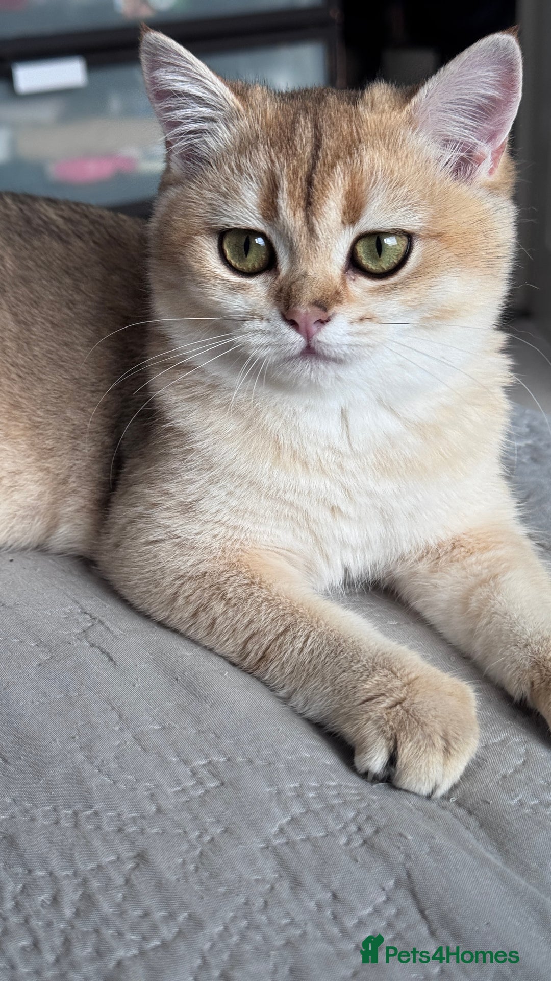 British Shorthair cats for sale: BSH GCCF Girl and Boy NY 12 GOLDEN BLACK SHEDDED  in Basildon - Image 2