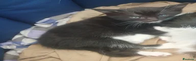 Domestic Shorthair 1