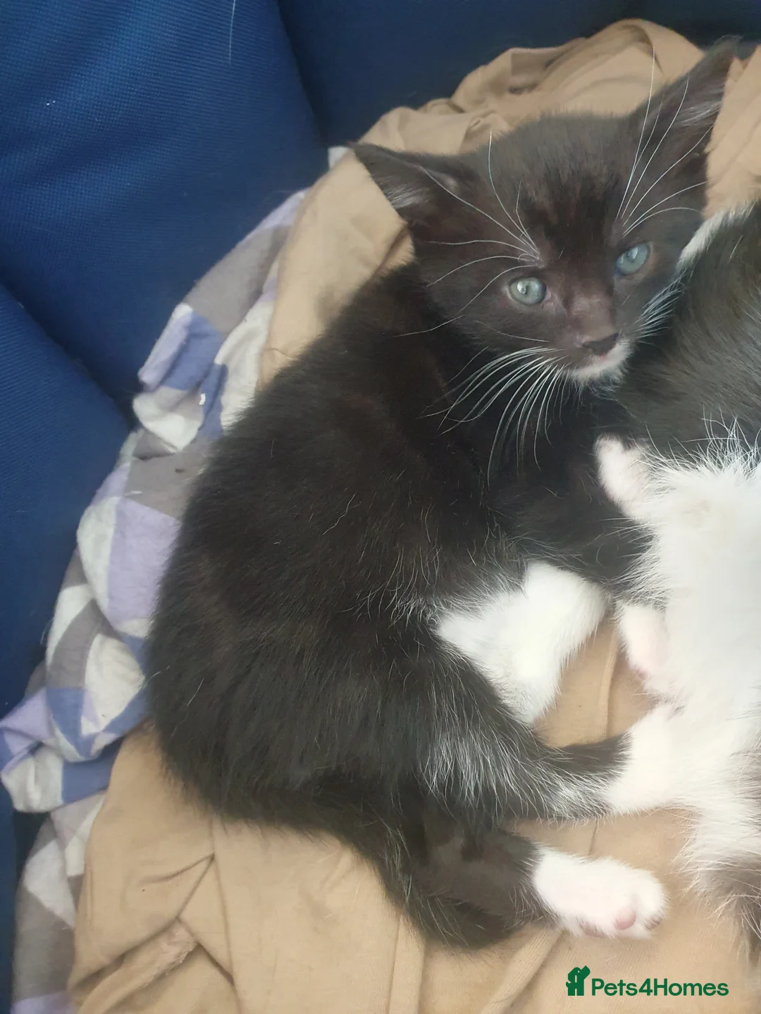 Domestic Shorthair cats for sale: Black and white kitten - Advert 6