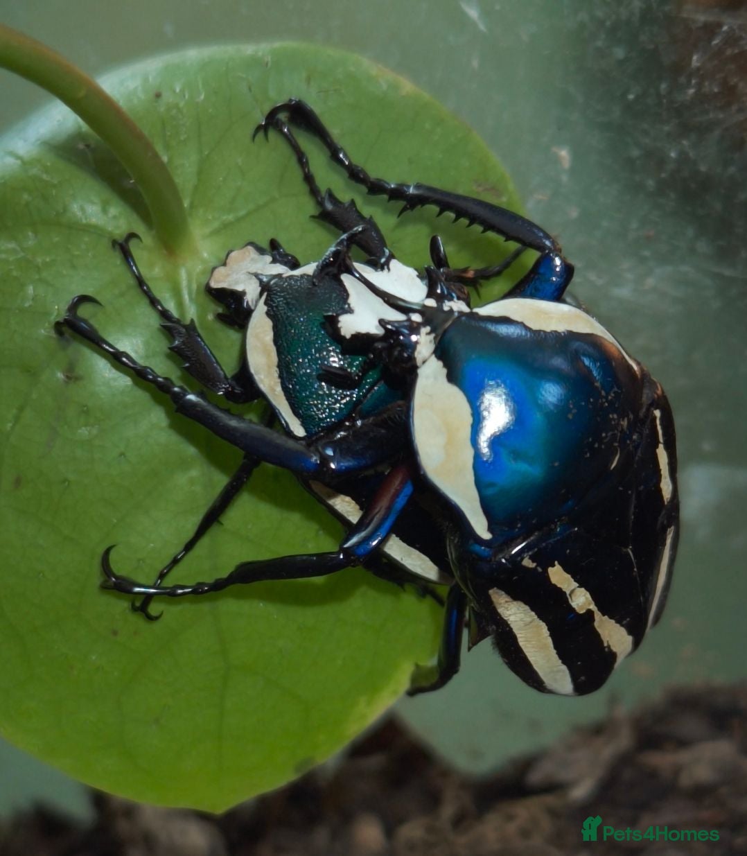 Beetles invertebrates Dicronorrhina derbyana blue beetles+other inverts - Advert 11