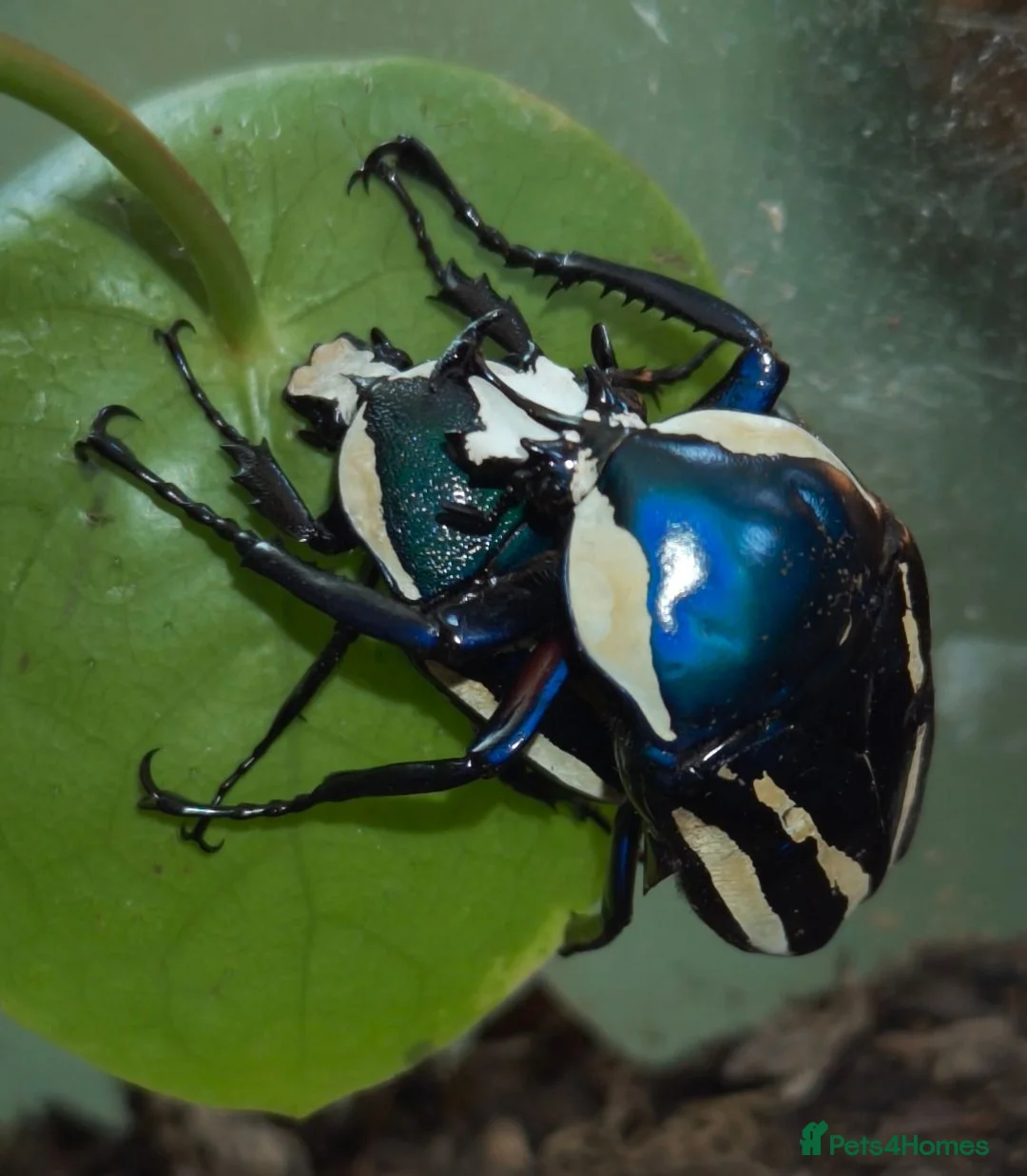 Beetles invertebrates for sale: Dicronorrhina derbyana blue beetles+other inverts - Advert 1