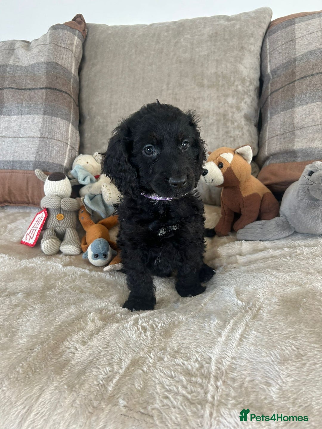 Cockapoo dogs for sale: Gorgeous F1 cockapoo puppies  - Image 22