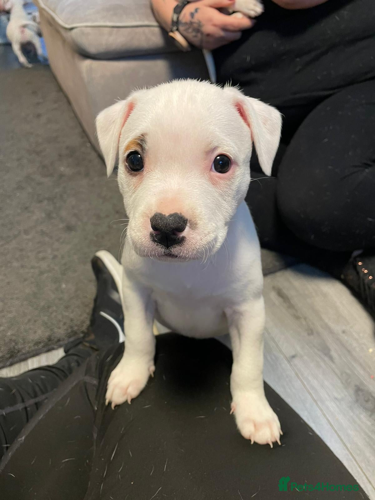 Mixed Breed dogs Irish Staffy x American bulldog puppies  - Advert 6