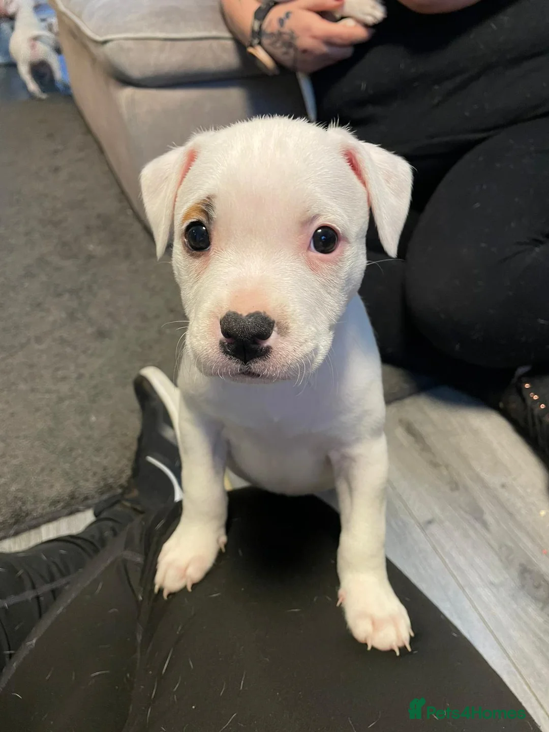 Mixed Breed dogs for sale: Irish Staffy x American bulldog puppies  - Advert 10