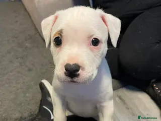 Mixed Breed dogs Irish Staffy x American bulldog puppies - Advert 6